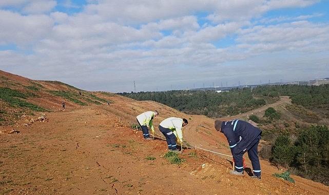 Gebze'de 4 bin 500 sedir ağacı toprakla buluştu