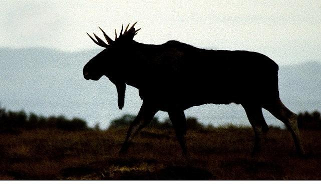 'Vahşi Kışla Yarış', 28 Aralık Pazar 20.00'de National Geographic WILD Ekranlarında!