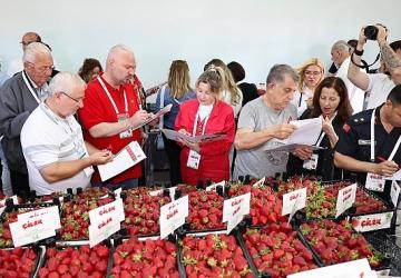 Çilek tadında festival, milyonu aşkın misafir ağırladı