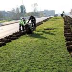 Ağaçlar yeni yerlerinde hayat bulacak