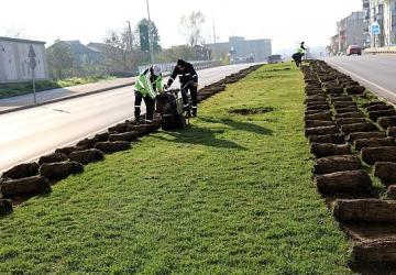 Ağaçlar yeni yerlerinde hayat bulacak
