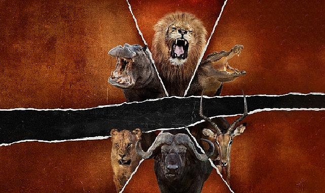 'Ölümcül Safari: Büyük Kedilerin Savaşı', 15 Şubat Pazar Saat 20.00'de National Geographic WILD Ekranlarında!