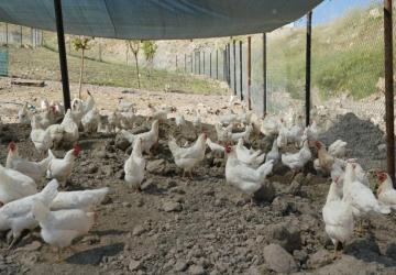 Adıyaman Belediyesi’nden sofralara ekonomik destek: Gezen tavuk yumurtası satışta - Videolu Haber