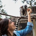 Antalya Doğal Yaşam Parkı'nda yavru lemur sevinci