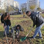Karşıyaka'da zeytin fidanları toprakla buluştu