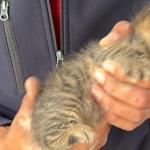 Adıyaman’da duvara sıkışan yavru kedi kurtarıldı - Videolu Haber