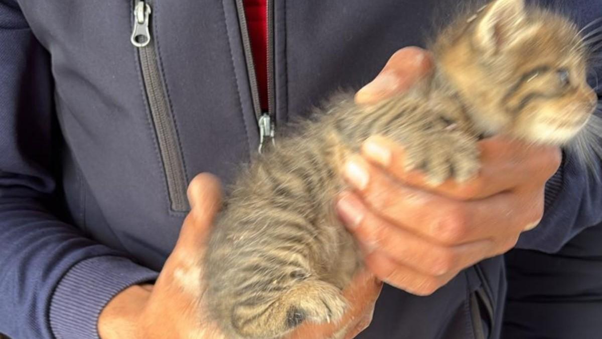 Adıyaman’da duvara sıkışan yavru kedi kurtarıldı - Videolu Haber