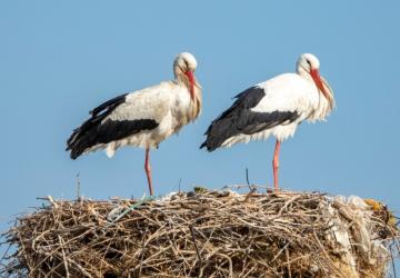 Adıyaman’da baharın ilk leylekleri Kızılcapınar’da görüntülendi