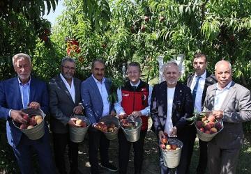 Şeftali ve nektarinde hasat zamanı