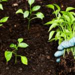 Tarım ve Orman Bakanlığı 1,1 Milyar TL’lik tarımsal destek ödemesini başlattı