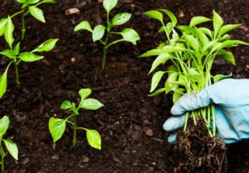 Tarım ve Orman Bakanlığı 1,1 Milyar TL’lik tarımsal destek ödemesini başlattı