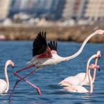 Flamingo Yolu turları bayramda da devam ediyor