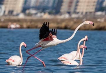 Flamingo Yolu turları bayramda da devam ediyor