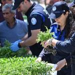 Büyükşehir'den Salihlili Üreticilere 34 Bin Sebze Fidesi
