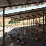 ADIYAMAN (PHA) - Adıyaman Belediyesi, yaz sıcaklarında sokak hayvanları için barınakta gölgelikler ve doğal yaşam alanları oluşturdu.