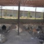 ADIYAMAN (PHA) - Adıyaman Belediyesi, yaz sıcaklarında sokak hayvanları için barınakta gölgelikler ve doğal yaşam alanları oluşturdu.