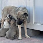 ADIYAMAN (PERRE) - Şeriban ÖZÇAKMAK - Adıyaman Nemrut Rotary Kulübü, "Sokaktaki Canlar" projesiyle deprem sonrası mama bulmakta zorlanan sokak hayvanlarına destek olarak kentte merhametin sesi oldu.