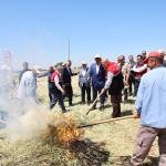 ADIYAMAN (PERRE) - Adıyaman'ın Gölbaşı ilçesinde, Türk mutfağının vazgeçilmez ürünleri arasında yer alan ve asırlardır sofralara lezzet katan firik bulgurunda hasat başladı.