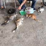 ADIYAMAN (PERRE) - Şeriban ÖZÇAKMAK - Adıyaman Nemrut Rotary Kulübü, "Sokaktaki Canlar" projesiyle deprem sonrası mama bulmakta zorlanan sokak hayvanlarına destek olarak kentte merhametin sesi oldu.