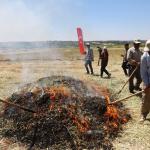 ADIYAMAN (PERRE) - Adıyaman'ın Gölbaşı ilçesinde, Türk mutfağının vazgeçilmez ürünleri arasında yer alan ve asırlardır sofralara lezzet katan firik bulgurunda hasat başladı.
