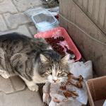 ADIYAMAN (PERRE) - Şeriban ÖZÇAKMAK - Adıyaman Nemrut Rotary Kulübü, "Sokaktaki Canlar" projesiyle deprem sonrası mama bulmakta zorlanan sokak hayvanlarına destek olarak kentte merhametin sesi oldu.