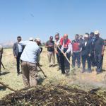 ADIYAMAN (PERRE) - Adıyaman'ın Gölbaşı ilçesinde, Türk mutfağının vazgeçilmez ürünleri arasında yer alan ve asırlardır sofralara lezzet katan firik bulgurunda hasat başladı.