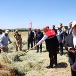 ADIYAMAN (PERRE) - Adıyaman'ın Gölbaşı ilçesinde, Türk mutfağının vazgeçilmez ürünleri arasında yer alan ve asırlardır sofralara lezzet katan firik bulgurunda hasat başladı.