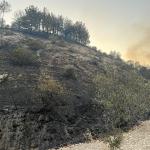 ADIYAMAN (PHA) - Şeriban ÖZÇAKMAK - Adıyaman’ın Besni ve Tut ilçelerine bağlı köylerde çıkan orman ve bahçe yangınları, havadan ve karadan yapılan yoğun müdahalelerle kontrol altına alındı.