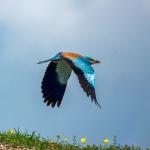 ADIYAMAN (PERRE) - Sibel TURAN- Adıyaman'da doğa gözlemleri sırasında, doğanın en renkli misafirlerinden biri olarak bilinen Gök Kuzgun görüntülendi.