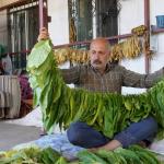 ADIYAMAN (PHA) - Adıyaman’da yaşayan ve geçimini tütün üreticiliği ile sağlayan Erhan Yıldırmaz, tütün çiftçiliğinin süreçlerinden bahsederek, yaşadığı zorlukları anlattı.