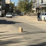 ADIYAMAN (PHA) - Şeriban ÖZÇAKMAK – Adıyaman’da Siteler Mahallesi Kavi Yolu üzerinde bulunan rögar kapağı tehlike saçıyor.
