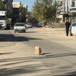 ADIYAMAN (PHA) - Şeriban ÖZÇAKMAK – Adıyaman’da Siteler Mahallesi Kavi Yolu üzerinde bulunan rögar kapağı tehlike saçıyor.