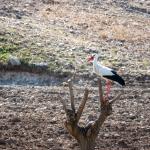 ADIYAMAN (PERRE) - (Musa GÜRBÜZ) - Adıyaman'ın Kızılcapınar Köyü civarında baharın ilk leylekleri görüntülendi.