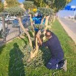 ADIYAMAN (PERRE) - Şeriban ÖZÇAKMAK - Adıyaman Belediyesi Park ve Bahçeler Müdürlüğü, kent genelinde yürüttüğü bakım ve düzenleme çalışmaları kapsamında refüj ve kavşaklardaki ağaçlarda kış budaması, şekil düzenleme ve y...