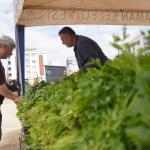 ADIYAMAN (PERRE) - Şeriban ÖZÇAKMAK - Adıyaman Belediyesi'ne ait Yeni Mahalle'deki 10 dönümlük üretim alanında yetiştirilen ürünler, hasat edildikçe vatandaşlarla buluşturuluyor.