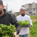 ADIYAMAN (PERRE) - Şeriban ÖZÇAKMAK - Adıyaman Belediyesi'ne ait Yeni Mahalle'deki 10 dönümlük üretim alanında yetiştirilen ürünler, hasat edildikçe vatandaşlarla buluşturuluyor.