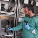 ADIYAMAN (PERRE) - Sibel TURAN-Adıyaman'ın Altınşehir Mahallesi'nde bir çöp konteynerının yanında terk edilmiş halde bulunan kediler, vatandaşların 153 Çağrı Merkezi'ne yaptığı ihbar üzerine ekipler tarafından kurtarıldı...