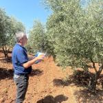 ADIYAMAN (PHA) - Şeriban ÖZÇAKMAK – Adıyaman Tarım ve Orman İl Müdürlüğü ekipleri, zeytin hasadı başlamadan önce zeytin yetiştirilen bölgelerde saha ziyaretlerini ve rekolte çalışmalarını yürütmeye devam ediyor.
