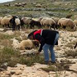 ADIYAMAN (PERRE) - Şeriban ÖZÇAKMAK - Adıyaman Tarım ve Orman İl Müdürlüğü tarafından yürütülen TARDİP Projesi kapsamında Kuyulu ve Akdere köylerinde belirlenen mera alanlarında yerinde incelemeler yapılarak mevcut durum...