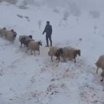 ADIYAMAN (PERRE) - (Murat KAYIŞ) - Adıyaman'ın Besni ilçesinde etkili olan yoğun kar yağışı nedeniyle dağlık alanda mahsur kalan 800 küçükbaş hayvan, jandarma ve İlçe Tarım ve Orman Müdürlüğü ekiplerinin çalışmalarıyla g...