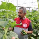 ADIYAMAN (PHA) - GAP Bölge Kalkınma İdaresi Başkanlığı’nın desteğiyle yürütülen “Adıyaman'da Sera-GES ile Tarımsal Üretim Hızlanıyor Projesi” kapsamında kurulan modern seralarda üretim tüm hızıyla devam ediyor.