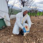 ADIYAMAN (PERRE) - Şeriban ÖZÇAKMAK - Adıyaman Tarım ve Orman İl Müdürlüğü, kanatlı hayvanlarda Avian Influenza hastalığını erken tespit amacıyla saha çalışmalarını yürüttü.