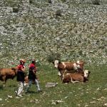 ADIYAMAN (PERRE) - Şeriban ÖZÇAKMAK - Adıyaman'ın Çelikhan ilçesi Çampınar Köyü sınırlarında yer alan meralarda, Dünya Bankası destekli TARDİP projesi kapsamında yerinde incelemeler gerçekleştirildi.